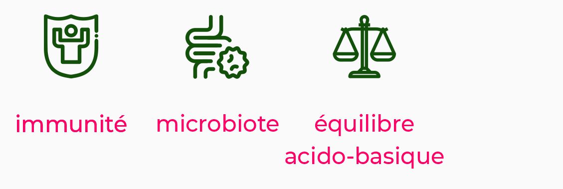 Pack Candida Albicans